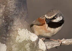 Red-shouldered Vanga