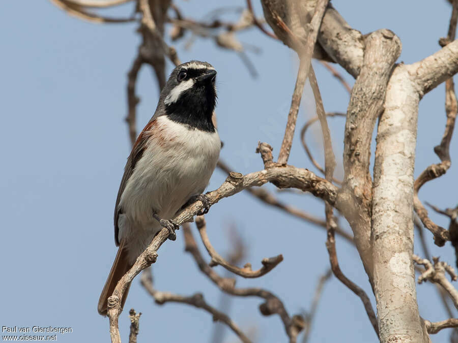 Red-tailed Vanga male adult