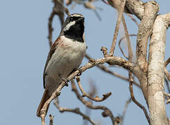 Red-tailed Vanga