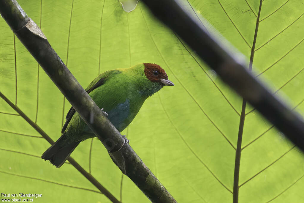 Rufous-winged Tanager male adult, identification