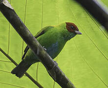 Rufous-winged Tanager