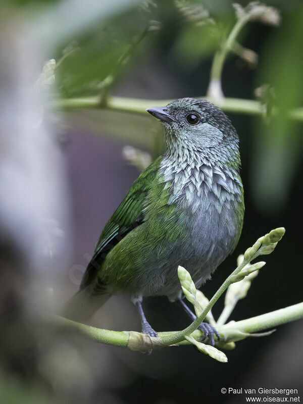 Black-capped Tanager female adult