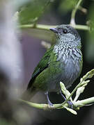 Black-capped Tanager