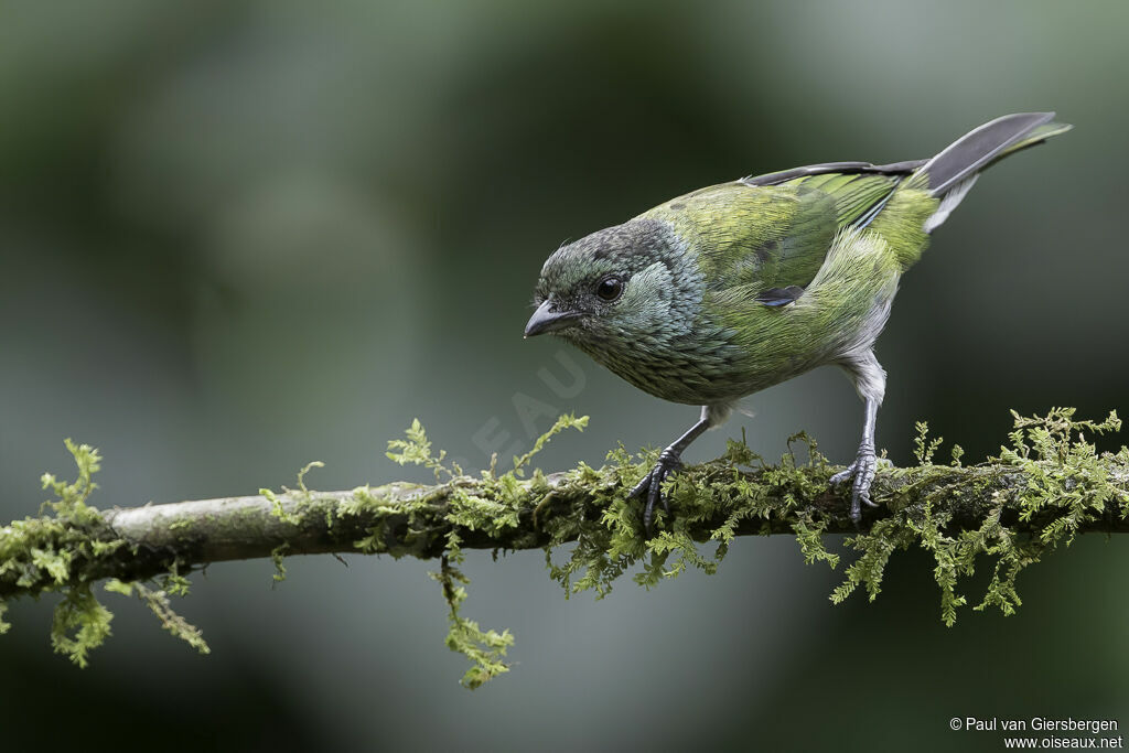 Black-capped Tanager female adult