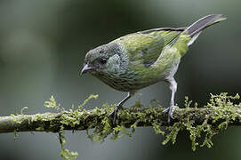 Black-capped Tanager