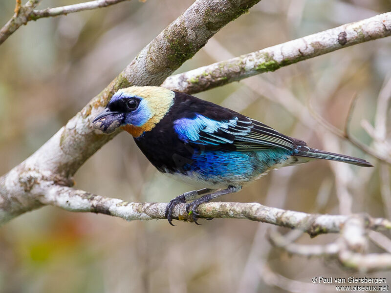 Golden-hooded Tanager