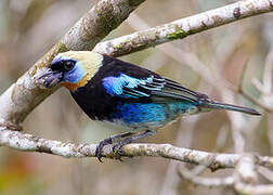 Golden-hooded Tanager