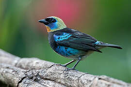 Golden-hooded Tanager