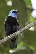 Blue-necked Tanager