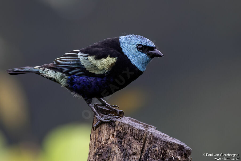 Blue-necked Tanageradult