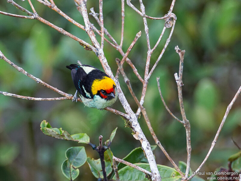 Flame-faced Tanager