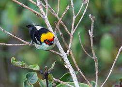 Flame-faced Tanager