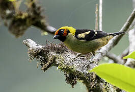 Flame-faced Tanager