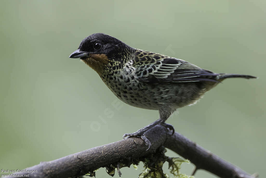 Rufous-throated Tanageradult, identification