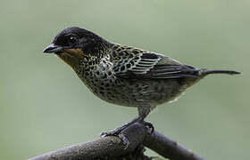 Rufous-throated Tanager