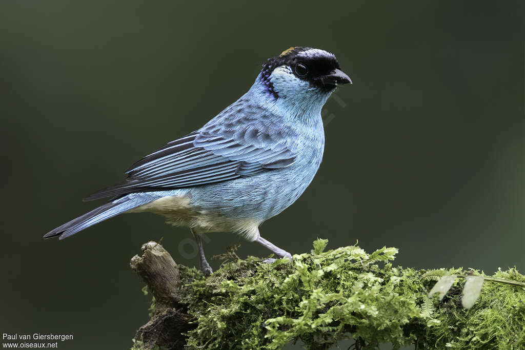 Golden-naped Tanageradult, identification