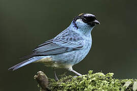 Golden-naped Tanager