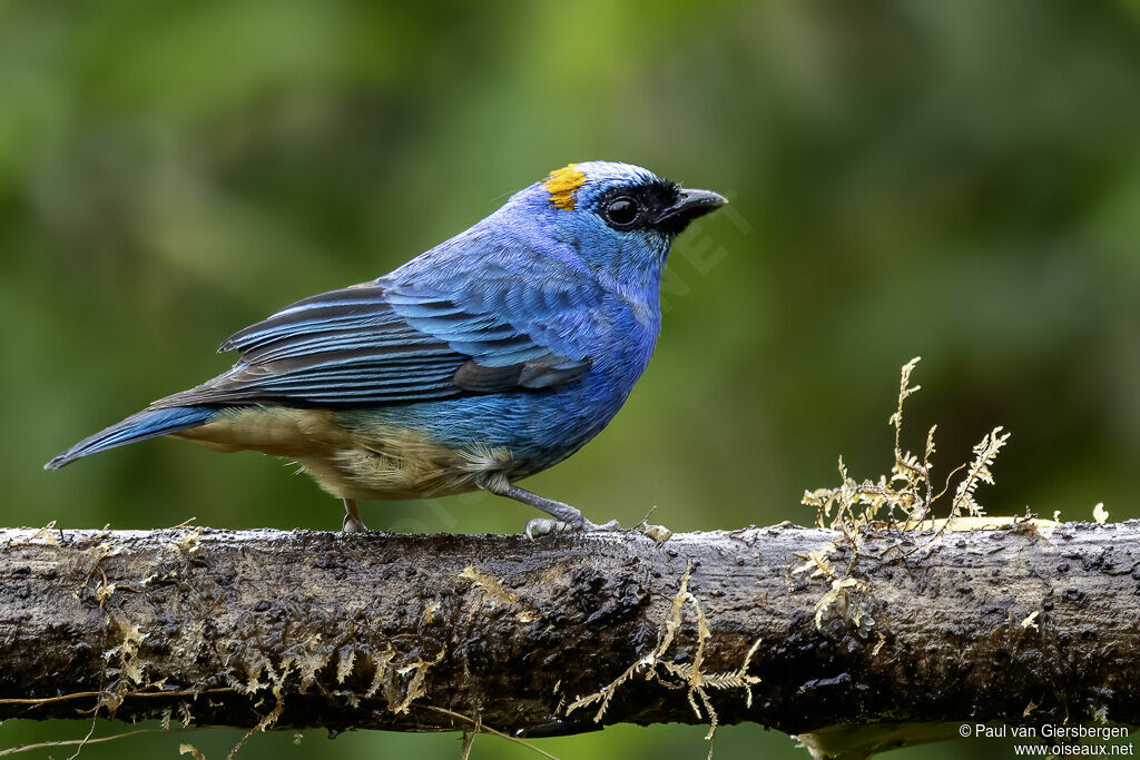 Golden-naped Tanageradult