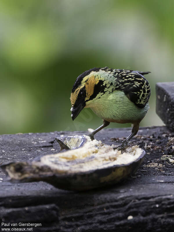 Golden-eared Tanageradult, eats