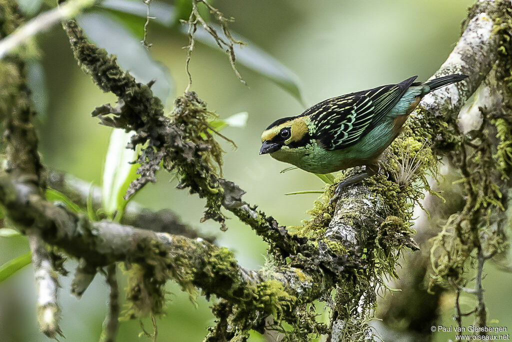 Golden-eared Tanageradult