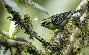 Golden-eared Tanager