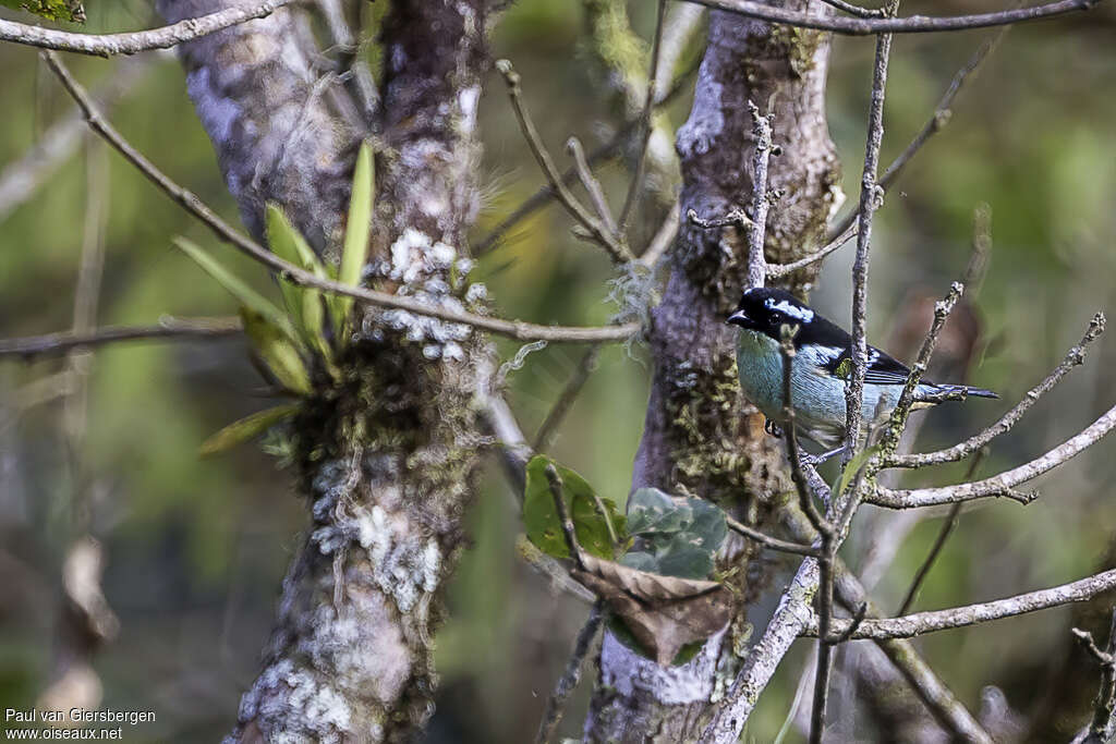 Blue-browed Tanageradult