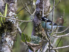 Blue-browed Tanager