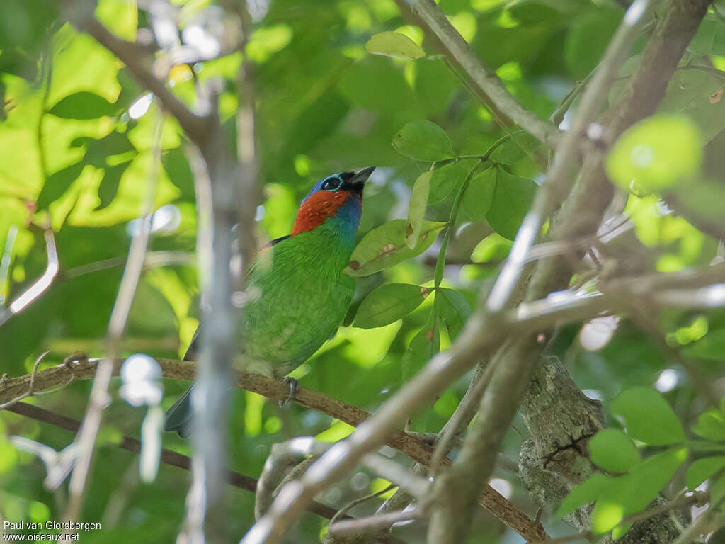 Red-necked Tanageradult, habitat