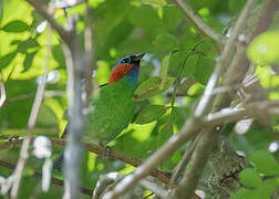 Red-necked Tanager