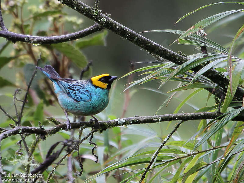 Saffron-crowned Tanageradult