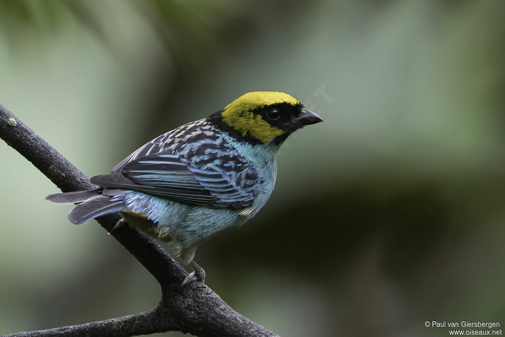 Saffron-crowned Tanageradult