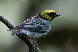 Saffron-crowned Tanager