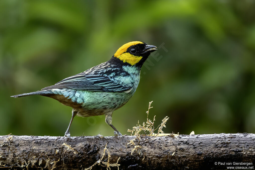 Saffron-crowned Tanageradult