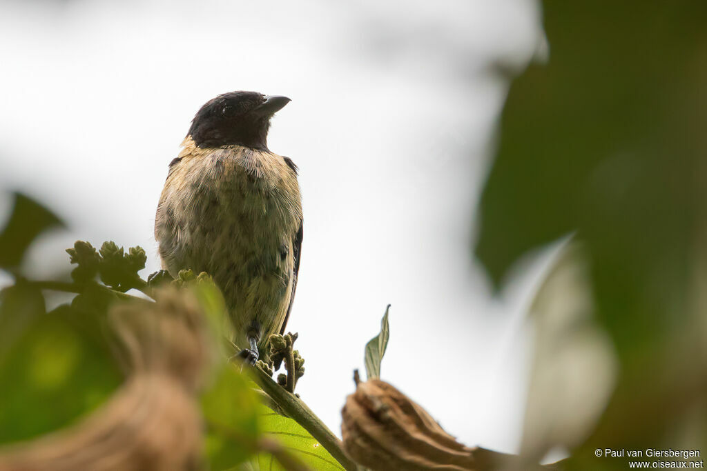 Black-headed Tanageradult