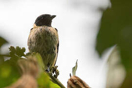 Black-headed Tanager