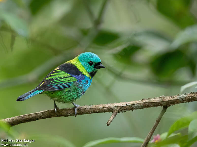 Green-headed Tanager male adult breeding, identification