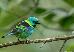 Green-headed Tanager