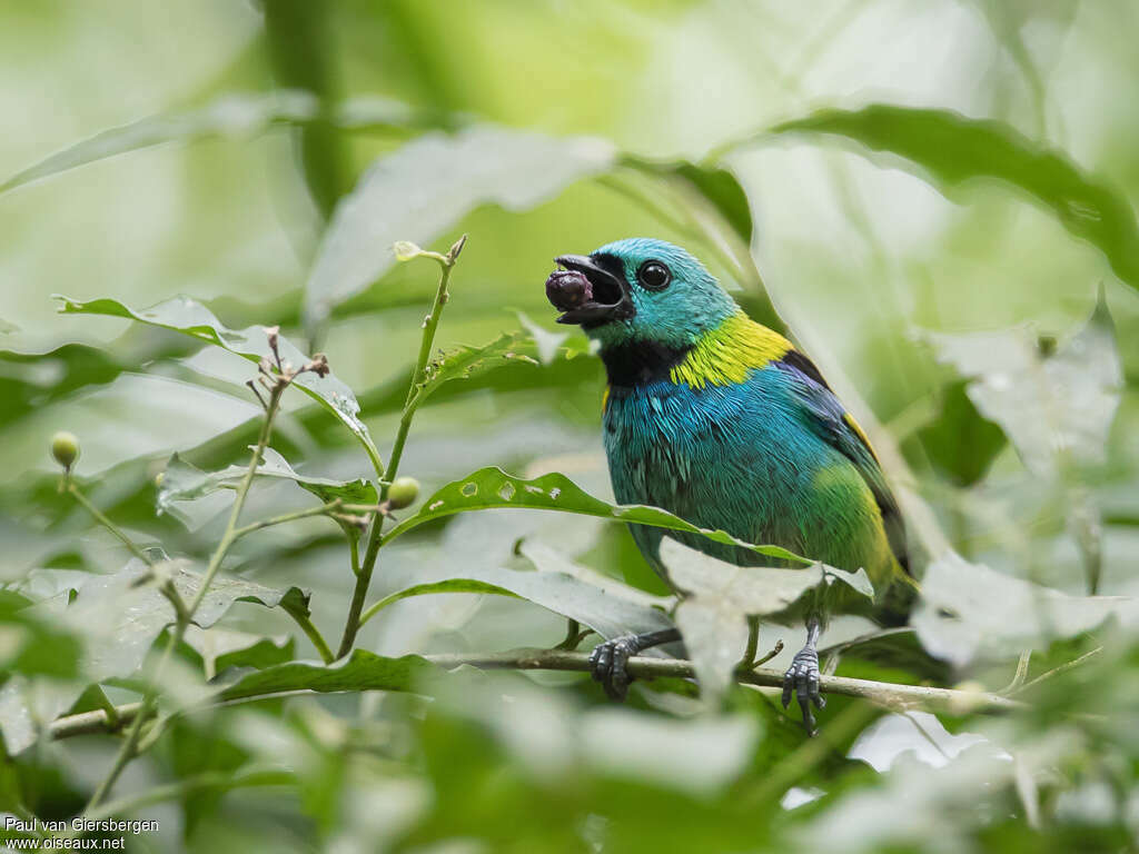 Green-headed Tanageradult, feeding habits, eats