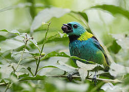 Green-headed Tanager