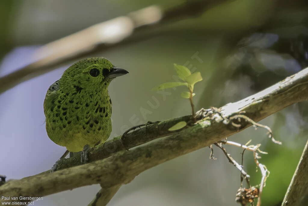 Yellow-bellied Tanageradult, identification