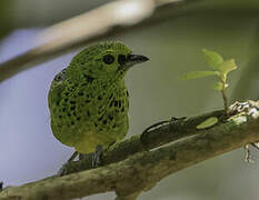 Yellow-bellied Tanager