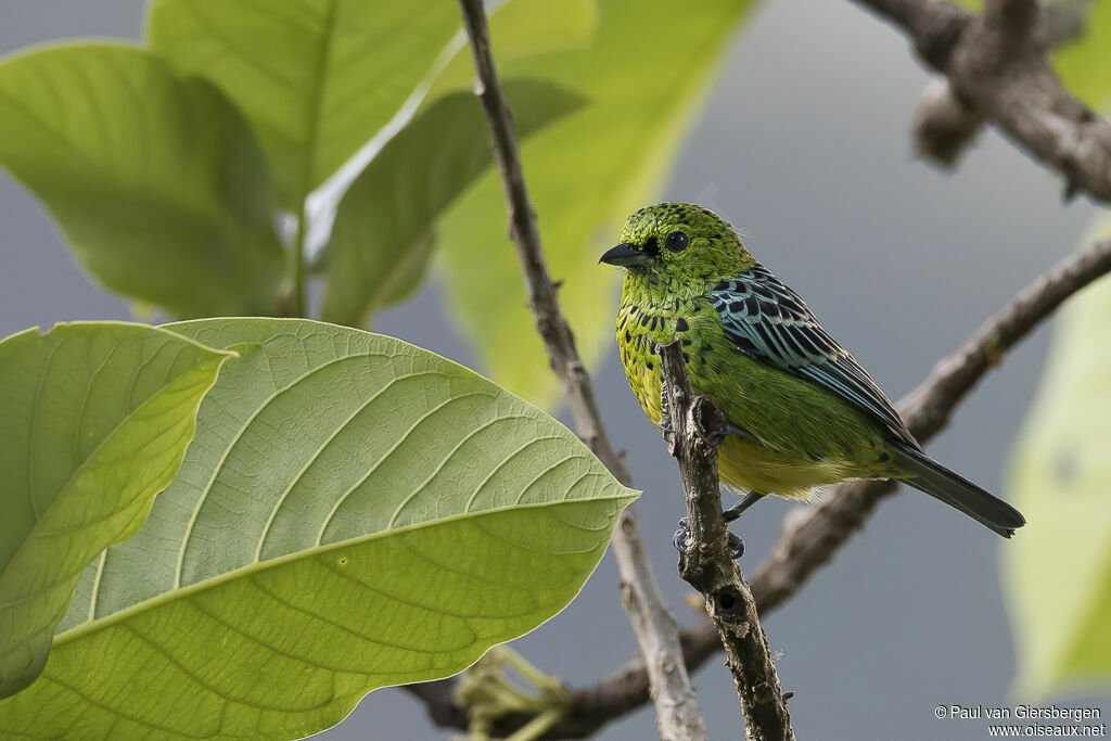 Yellow-bellied Tanageradult