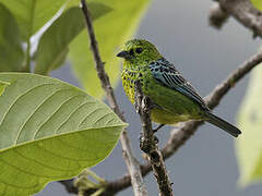 Yellow-bellied Tanager