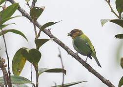 Silver-backed Tanager