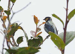 Silver-backed Tanager