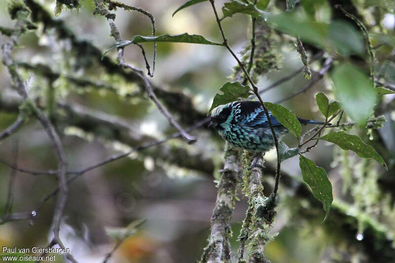 Calliste béryladulte, habitat, camouflage, pigmentation