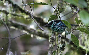 Beryl-spangled Tanager