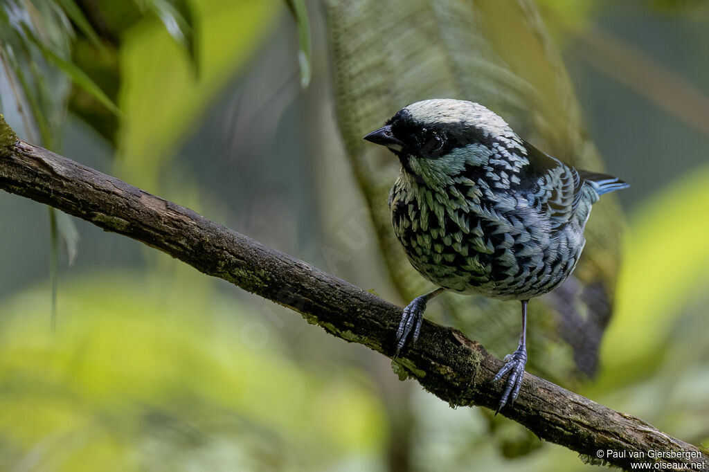 Calliste béryladulte