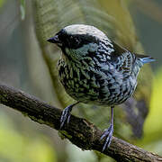 Beryl-spangled Tanager