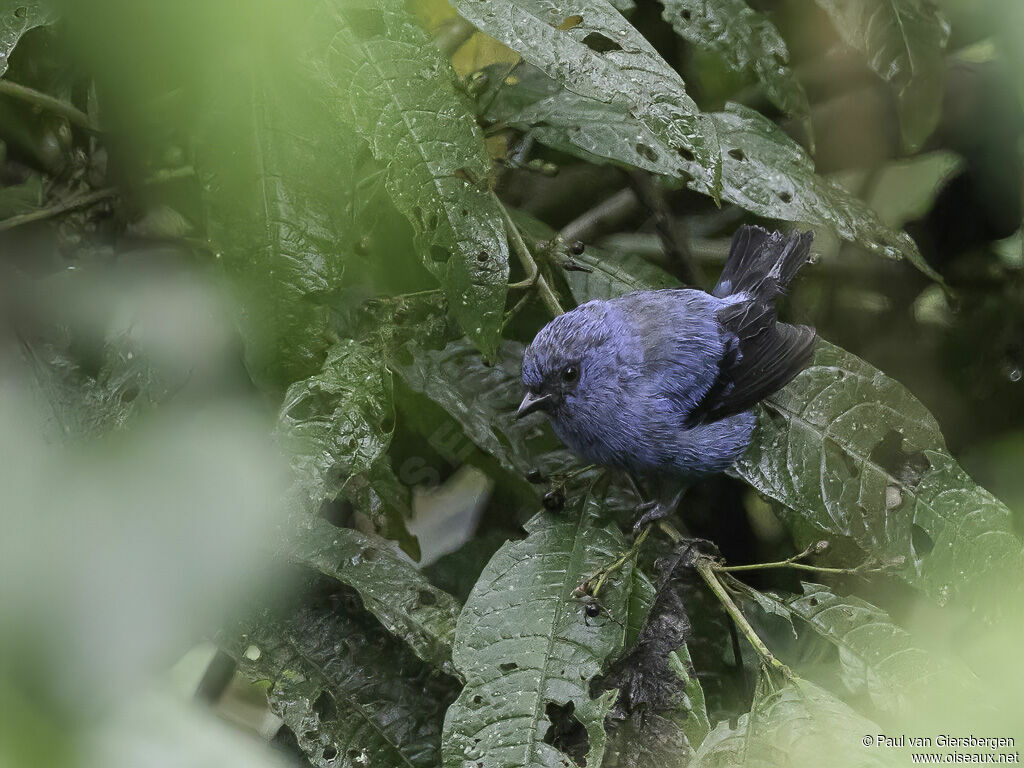 Blue-and-black Tanageradult